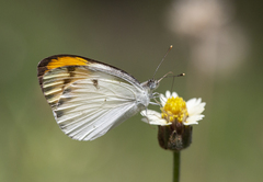 Colotis aurora