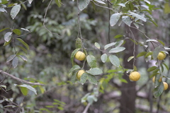 Citrus × taitensis