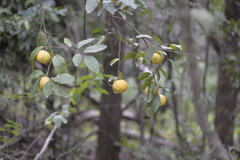 Citrus × taitensis