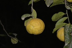 Citrus × taitensis