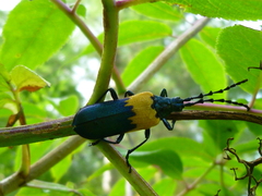 Desmocerus palliatus