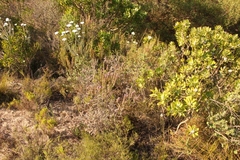 Amphithalea ericifolia ericifolia