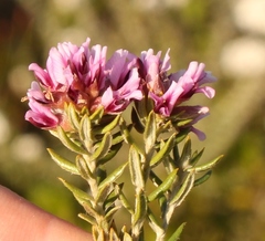Amphithalea ericifolia ericifolia