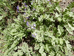 Polemonium californicum