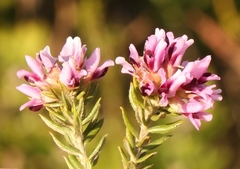 Amphithalea ericifolia ericifolia