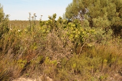 Amphithalea ericifolia ericifolia