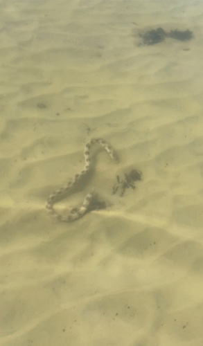 Dark-spotted snake eel (Myrichthys ocellatus) — Ophichthidae