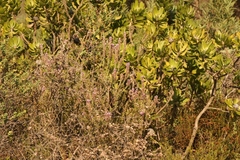 Amphithalea ericifolia ericifolia