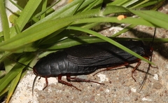 Deropeltis