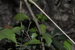 Scolopia braunii