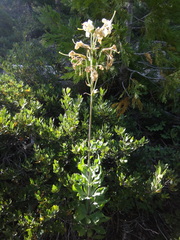 Lilium washingtonianum