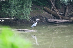 Ardea cinerea