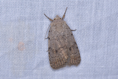 Caradrina aspersa
