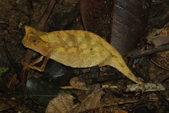 Brookesia superciliaris