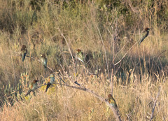 Merops apiaster