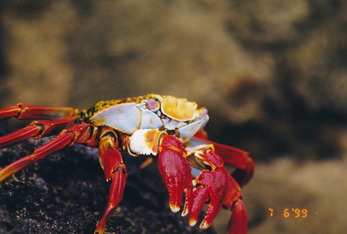 Sally Lightfoot Crab, photo 6 of 10