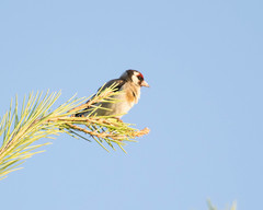 Carduelis carduelis