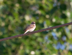 Muscicapa striata