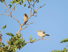 Carduelis carduelis