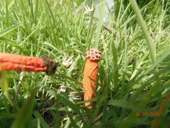 Lysurus periphragmoides