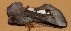 Antiophlebia bracteata