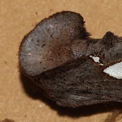 Antiophlebia bracteata
