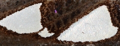 Antiophlebia bracteata