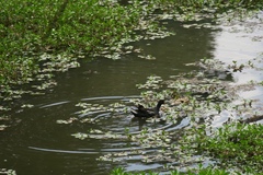 Gallinula chloropus