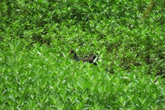Gallinula chloropus