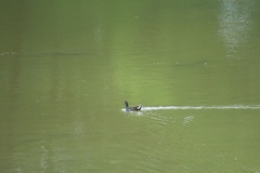 Gallinula chloropus