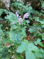 Scutellaria columnae
