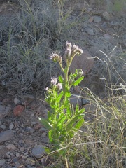 Phacelia integrifolia