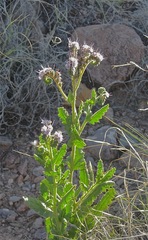 Phacelia integrifolia