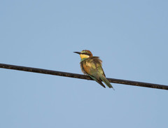 Merops apiaster