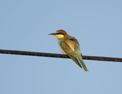 Merops apiaster