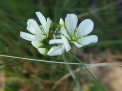 Dionaea muscipula
