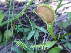 Dionaea muscipula