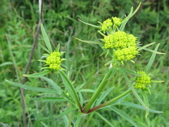 Patrinia scabiosifolia