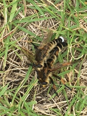 Promachus yesonicus