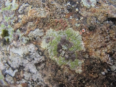 Placopsis gelida