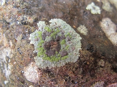 Placopsis gelida