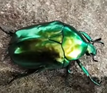 Big Rose-chafer