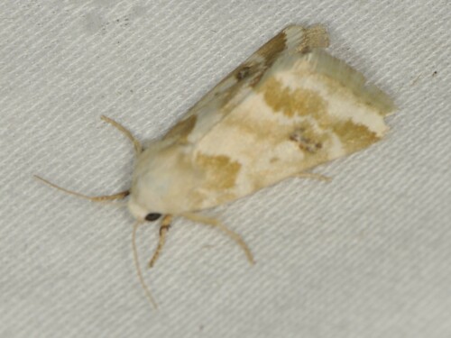Schinia coercita photo 2