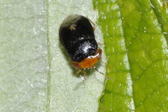 Geocoris erythrocephalus