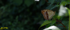 Argynnis laodice
