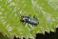 Clanoptilus elegans