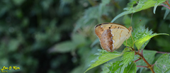 Argynnis laodice