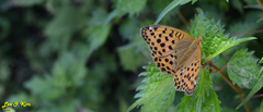 Argynnis laodice