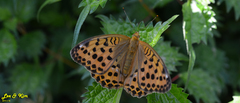Argynnis laodice