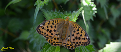 Argynnis laodice